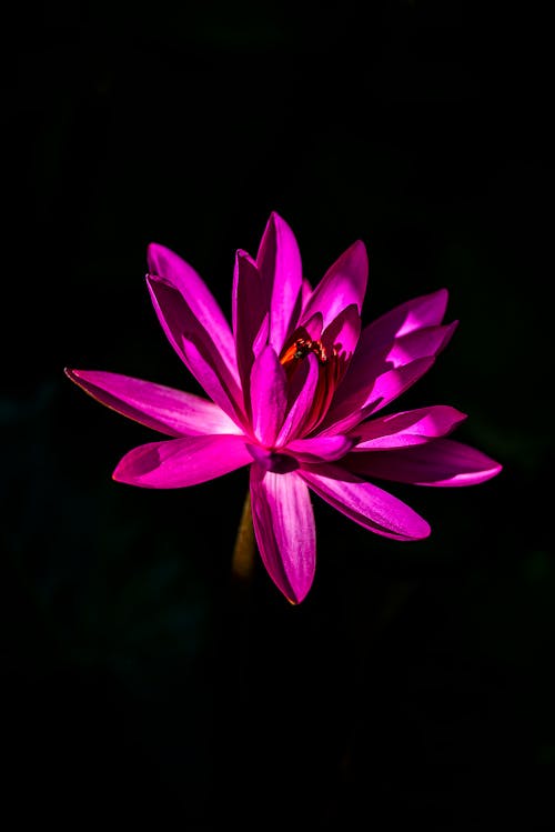 Free Purple Lotus Flower in Black Background Stock Photo