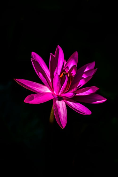 Purple Lotus Flower in Black Background · Free Stock Photo