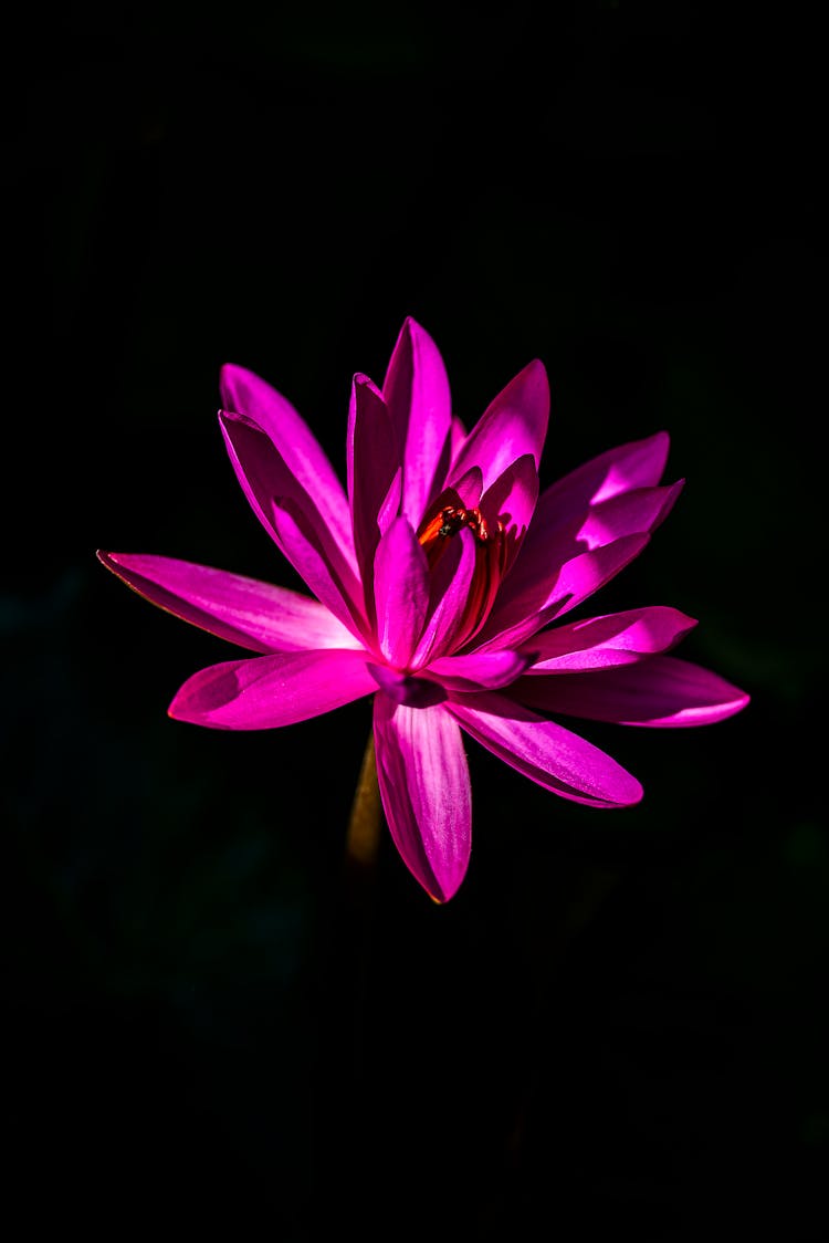 Purple Lotus Flower In Black Background