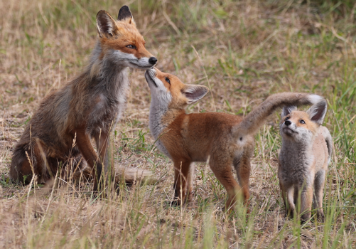 A red fox family captured in their natural habitat, showcasing tender interaction between mother and cubs.