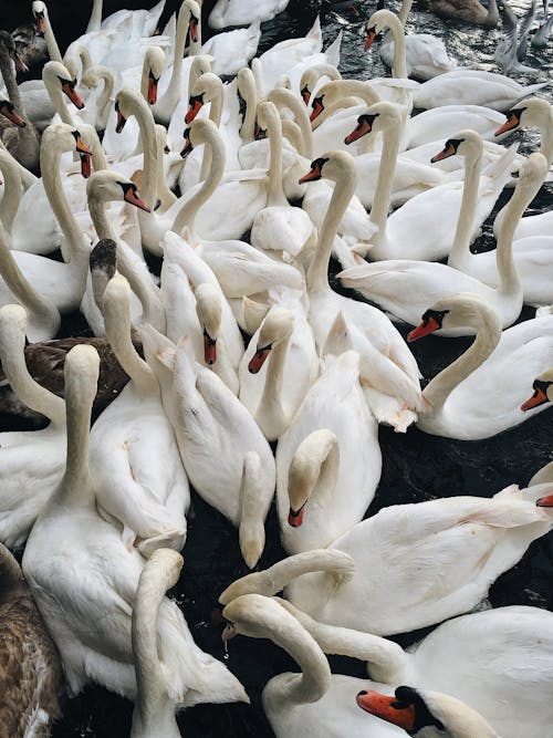 Group of White Swans on Body of Water