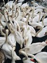 Group of White Swans on Body of Water