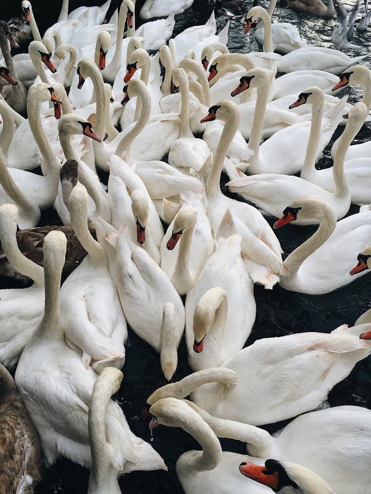 Group Of White Swans On Body Of Water