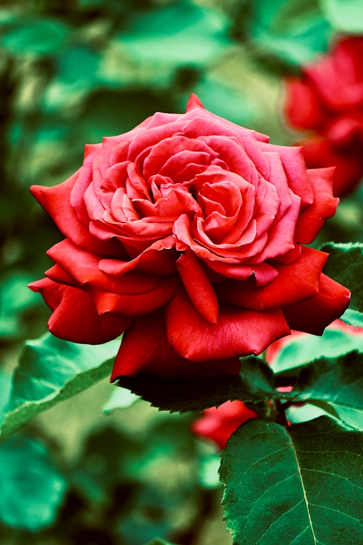 Red Rose With Green Leaves