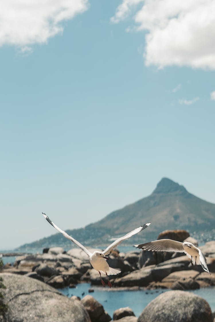 White Birds Flying Over Gray Boulders