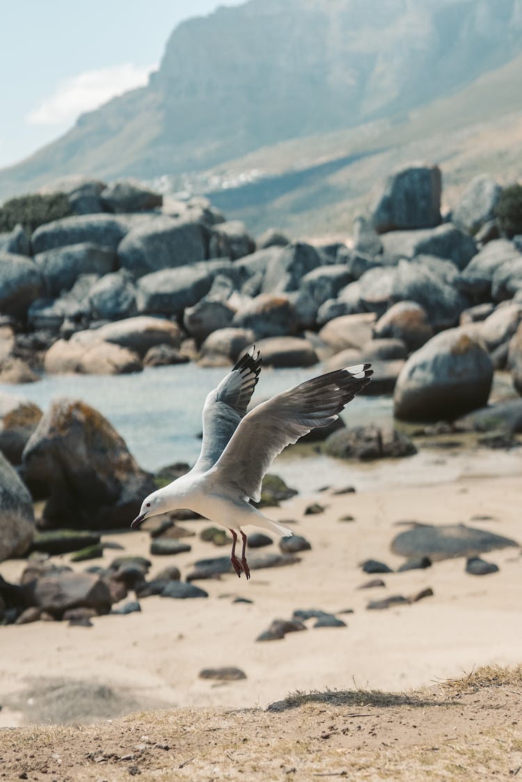 White Bird Landing On Brown Sand