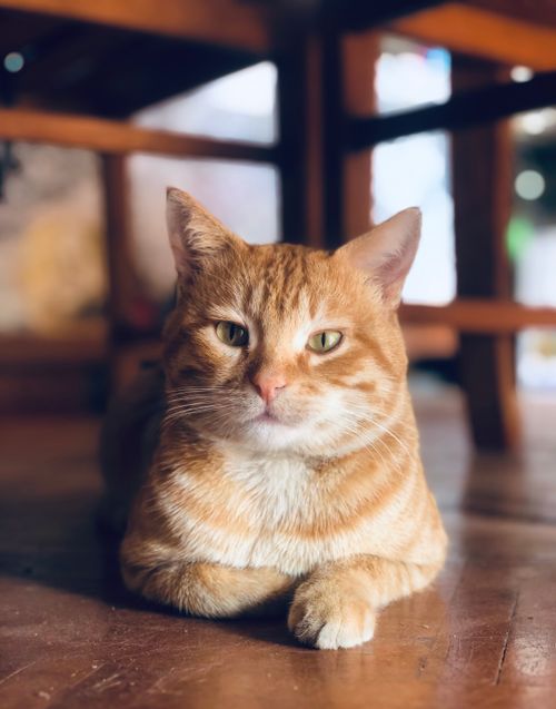 Free An adorable orange tabby cat peacefully lying on a wooden floor indoors. Stock Photo