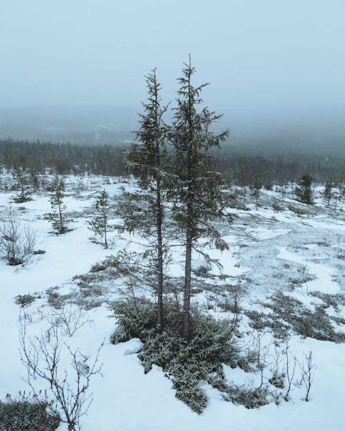 Green Pine Trees in Snow Covered Ground