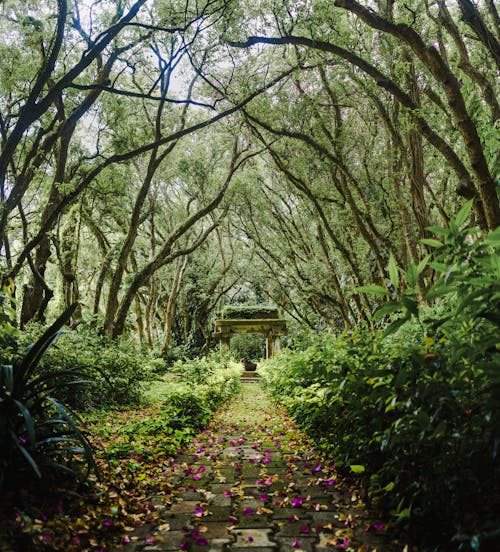 Paved Pathway Between Green Shrubs and Trees