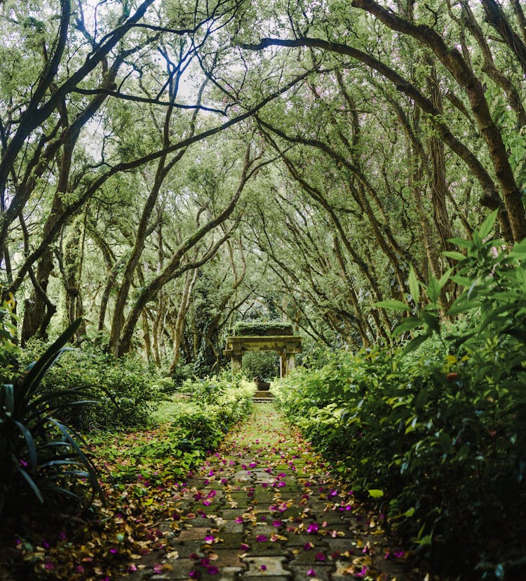 Paved Pathway Between Green Shrubs And Trees