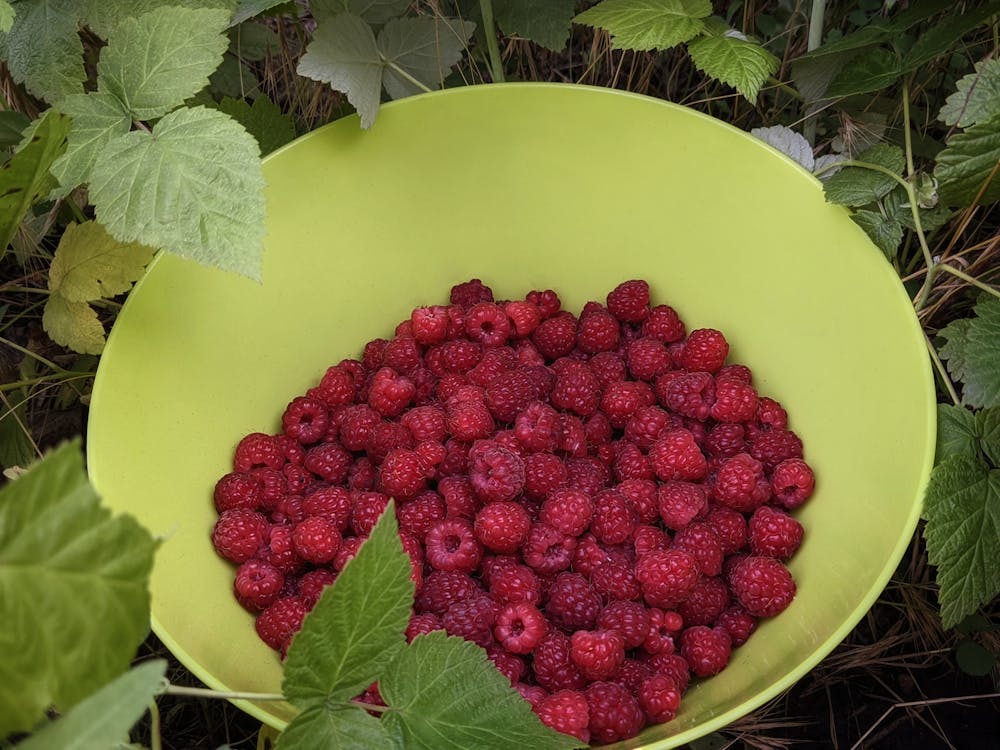 Free Bowl of Fresh Raspberries Stock Photo