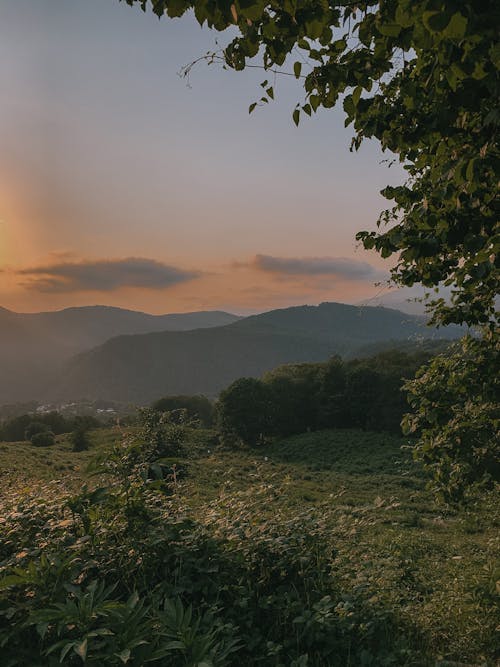 Green Trees on Green Grass Field during Sunset