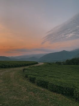 Calm countryside landscape at sunset, showcasing rolling hills and expansive cropland.