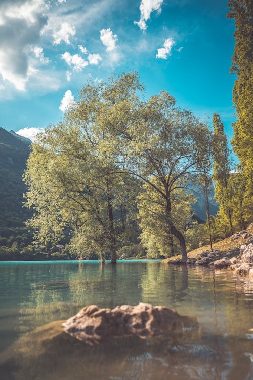 Green Trees Near Body of Water