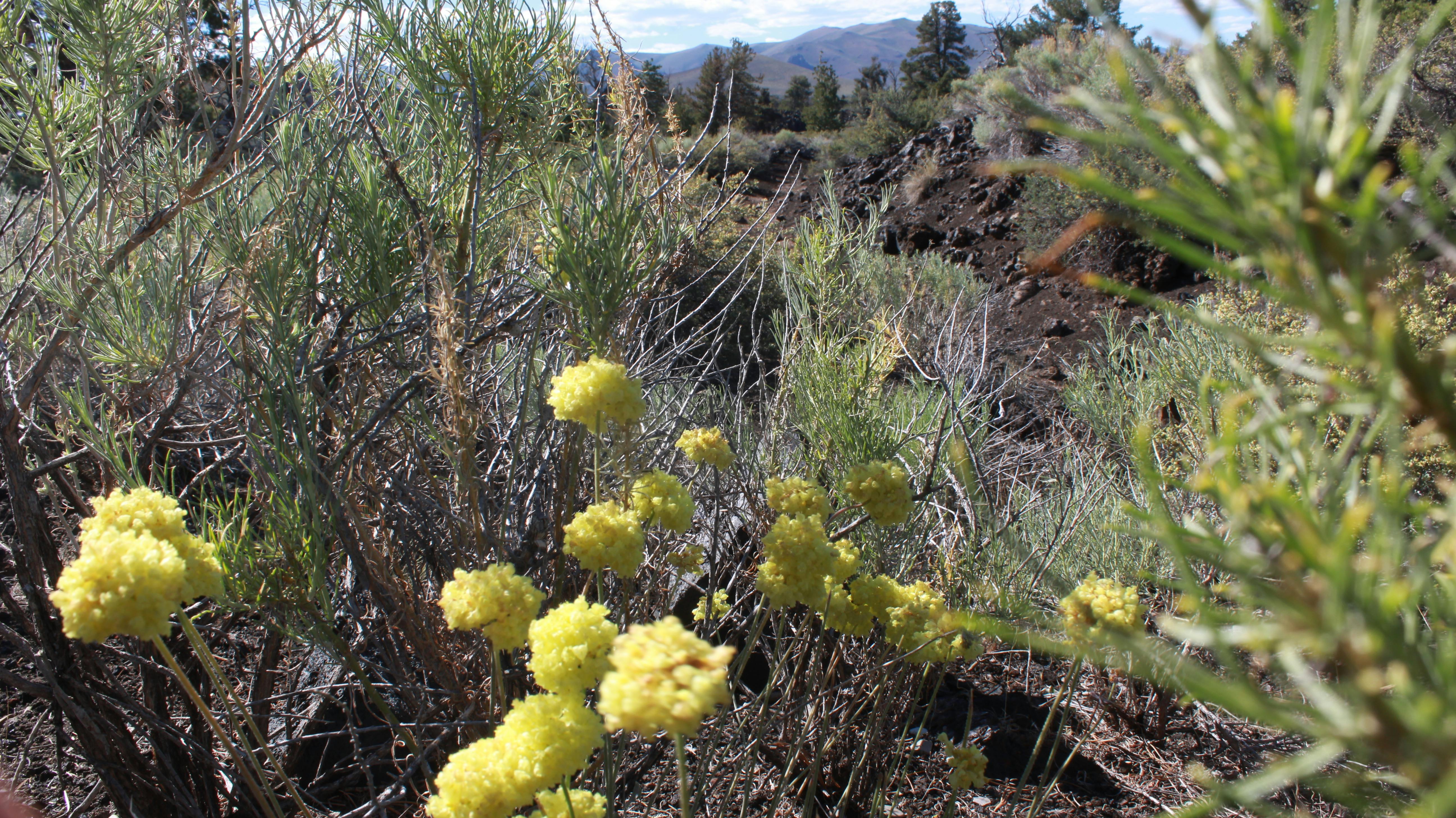 Companion Planting — Carrots, Onions, and Pest Confusion