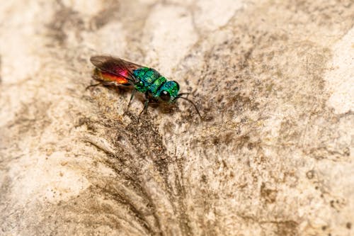 Gratis stockfoto met chrysis ignita, detailopname, insect