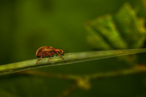 бесплатная Бесплатное стоковое фото с beetle, беспозвоночный, выборочный фокус Стоковое фото