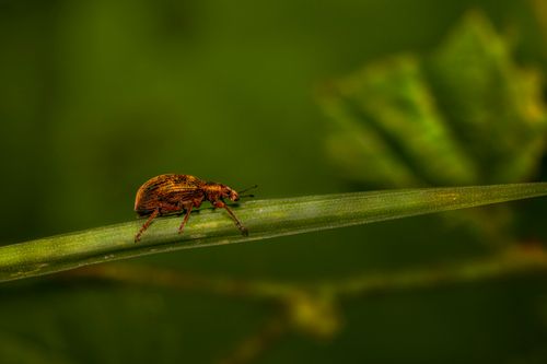 Free Detailed macro photograph of a nettle weevil on a green leaf with selective focus showcasing intricate insect features. Stock Photo