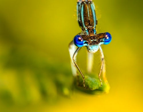 Free Close-up Shot of a Dragonfly Stock Photo