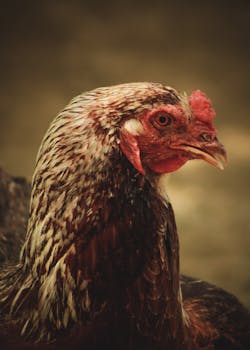 Detailed close-up of a brown hen, showing intricate feather patterns.