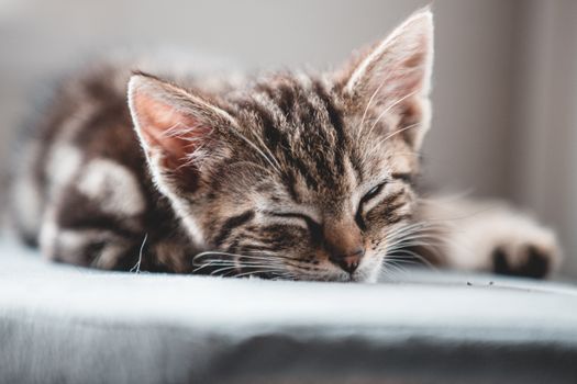 Close-up of a cute tabby kitten peacefully sleeping indoors on a soft surface.