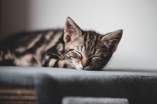 Free A close-up of a sleeping tabby kitten on a soft surface with gentle lighting. Stock Photo