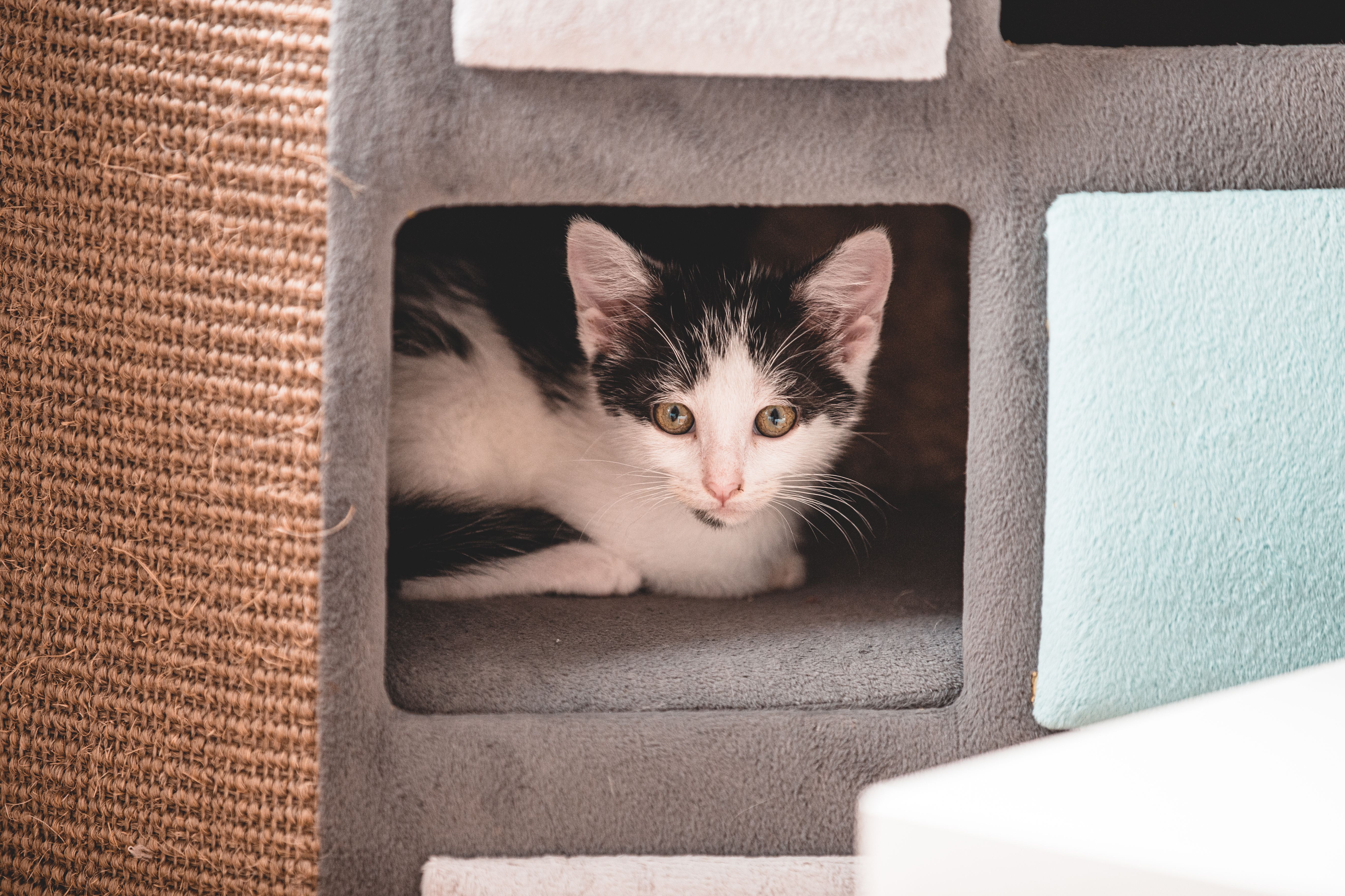 Katze wird zu Hause liebevoll betreut
