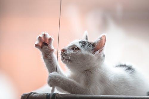 White Cat Playing with Thread