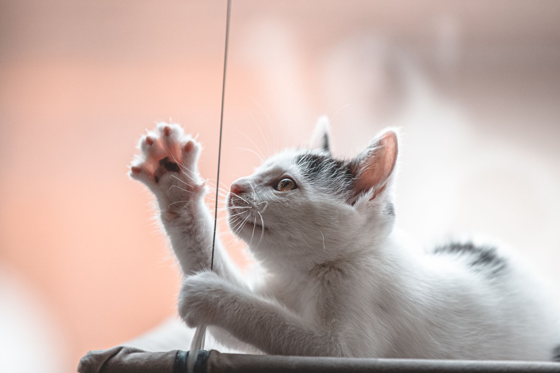 Close-up of a curious kitten reaching out to play with a string indoors.