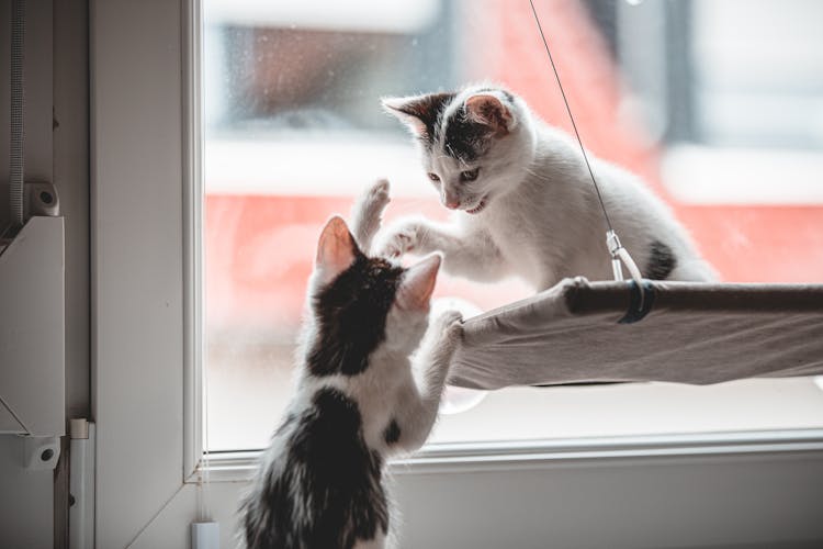 Cats Playing Near The Glass Window