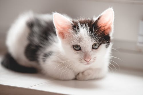 Close-Up View of a Cute Kitten