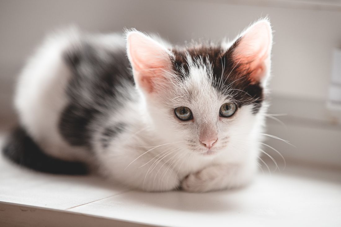 Close-up portrait of a young kitten with open eyes and upright ears