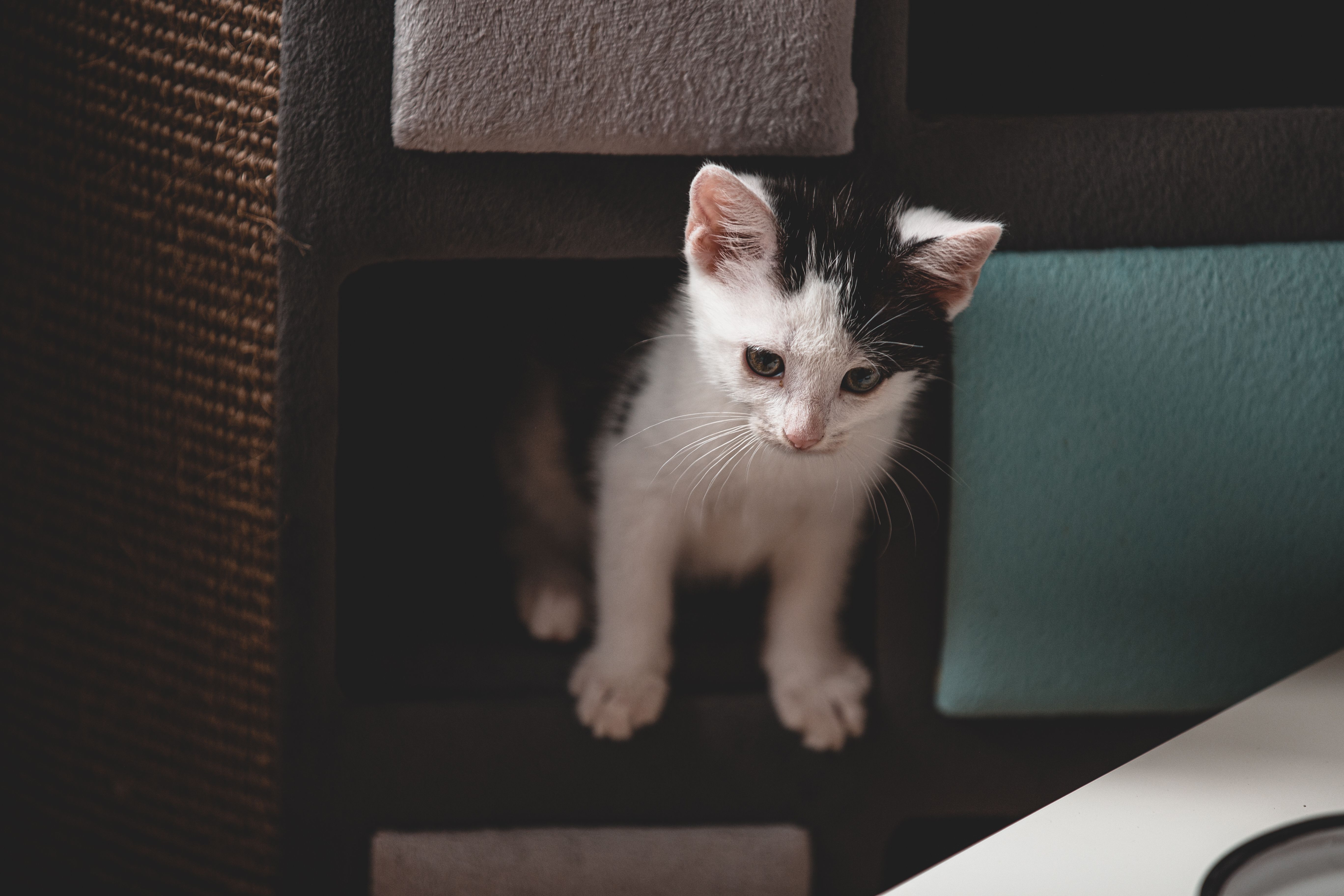 Seamless Introductions: Kitten Meets Cat 2026 Guide