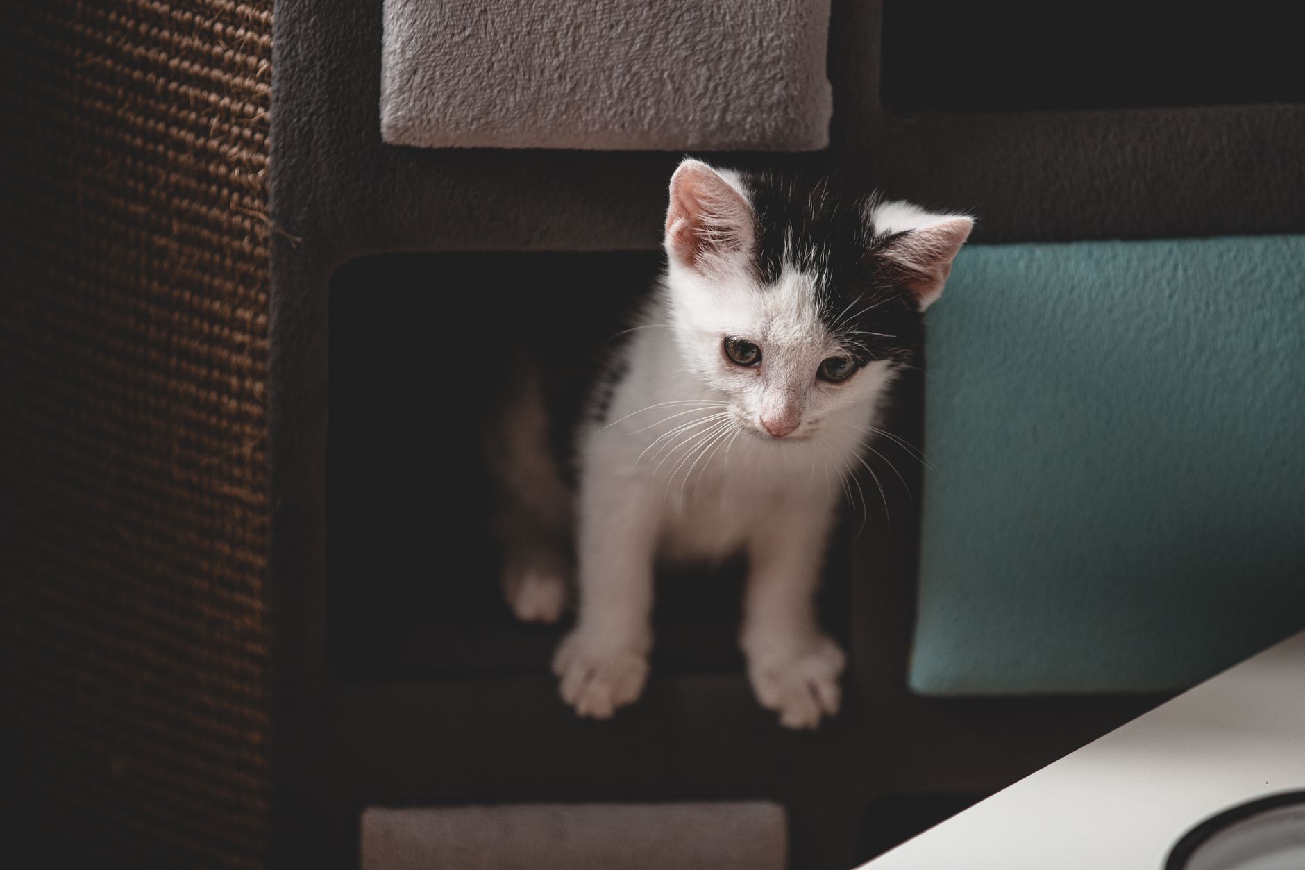 Seamless Introductions: Kitten Meets Cat 2026 Guide
