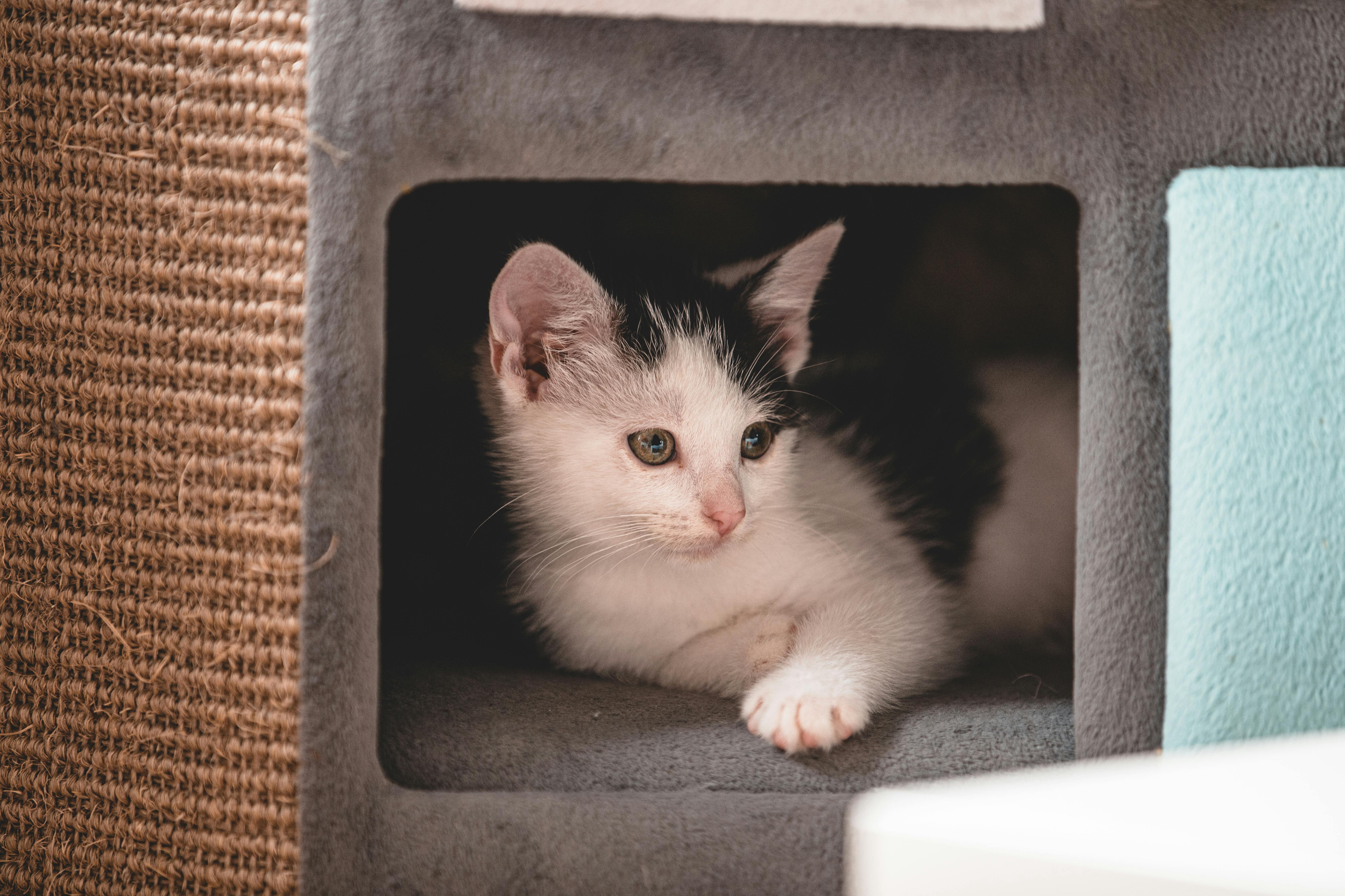 kitten proof home safe plants cords drops tips