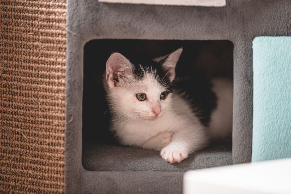 kitten proof home safe plants cords drops tips