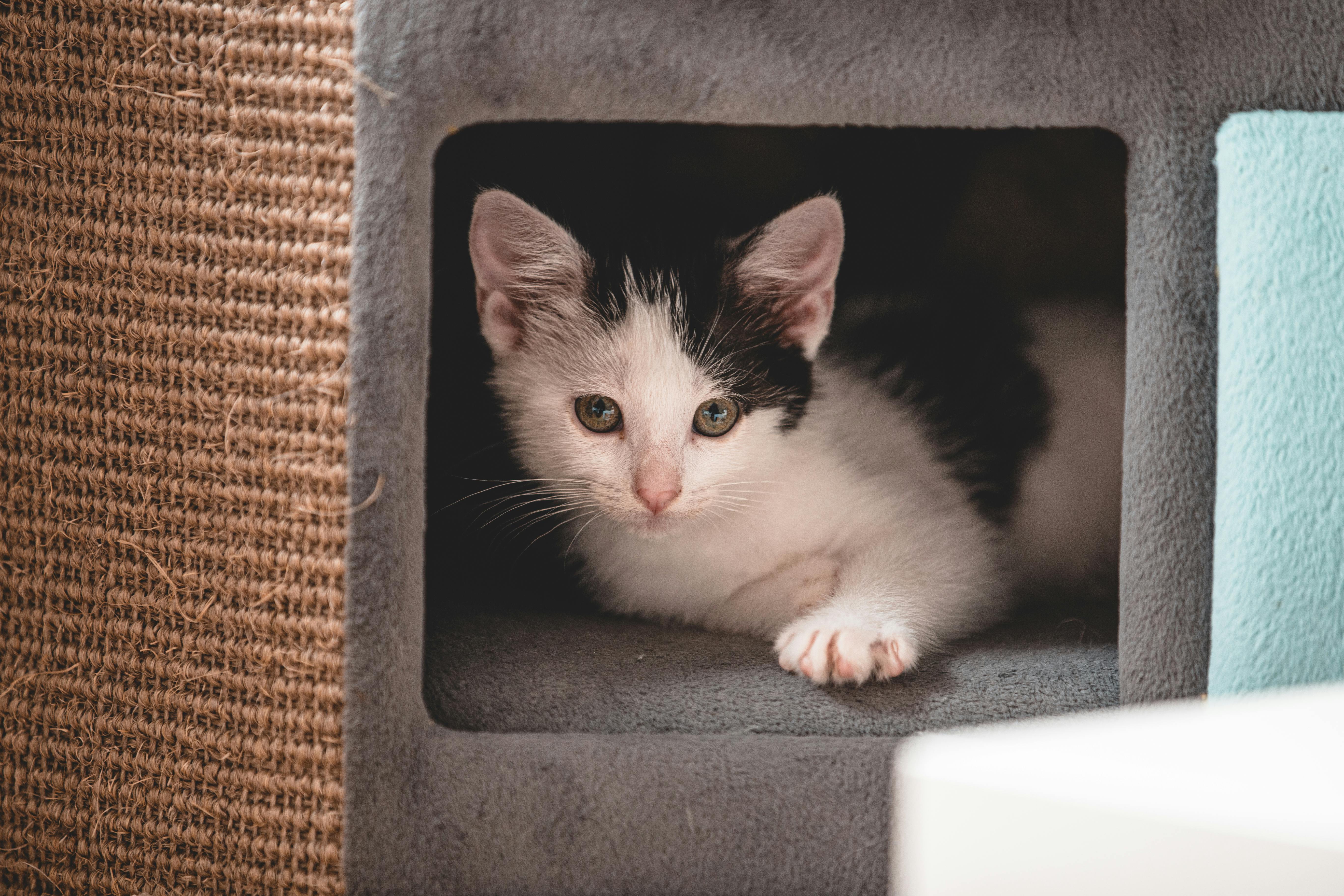 Free Cute black and white kitten resting inside a cozy cat house. Perfect for pet and animal lovers. Stock Photo
