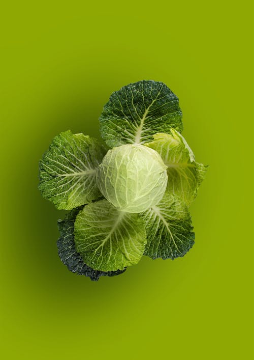 Free Green Cabbage  Stock Photo