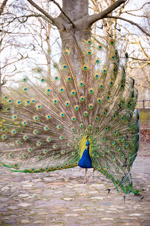 Free A stunning full-feather display by a peacock in an outdoor setting during a clear day. Stock Photo