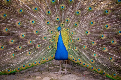 bezplatná Základová fotografie zdarma na téma barevný, detail, fotografování zvířat Základová fotografie