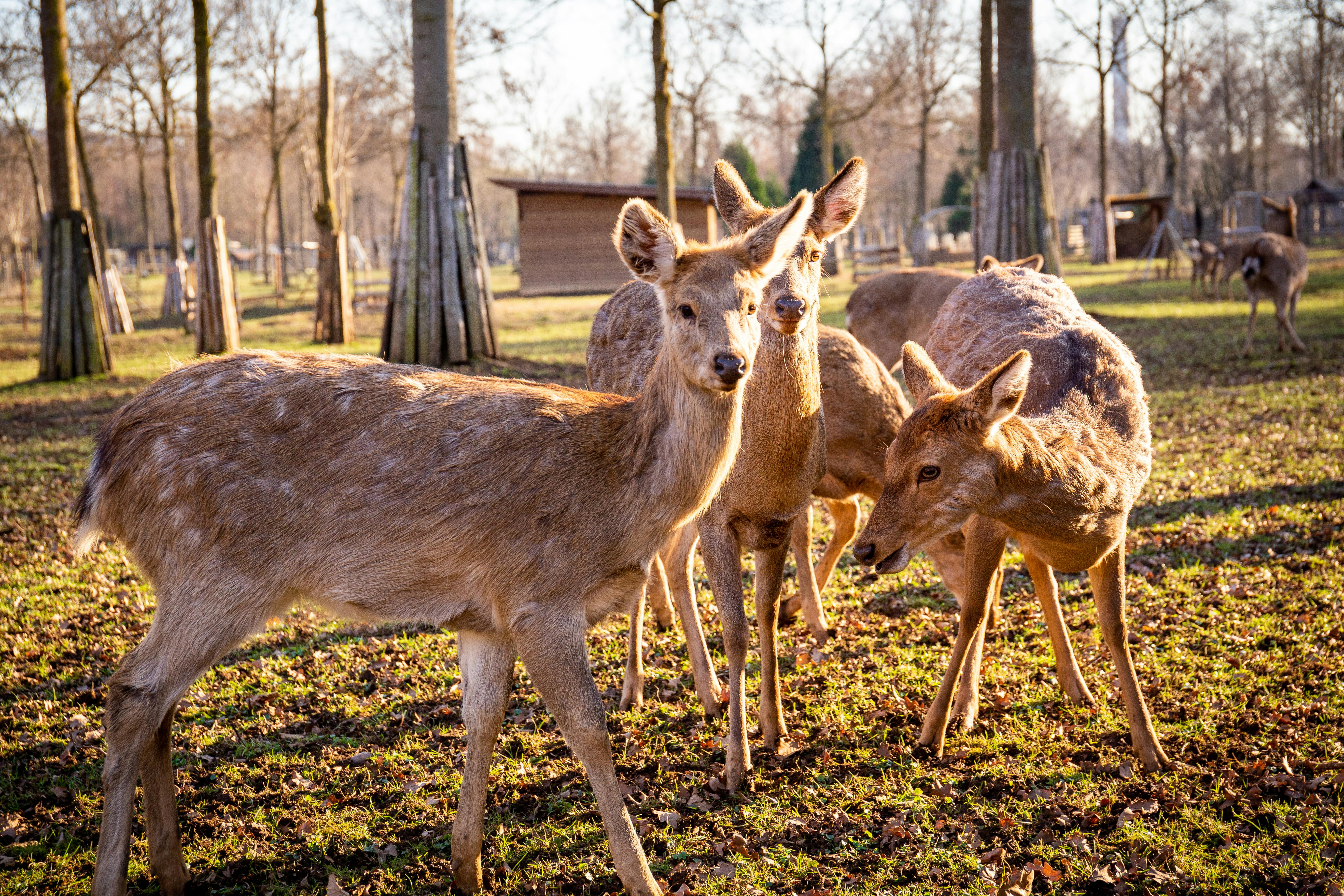 grátis Foto profissional grátis de ambiental, animais, animais selvagens Foto profissional