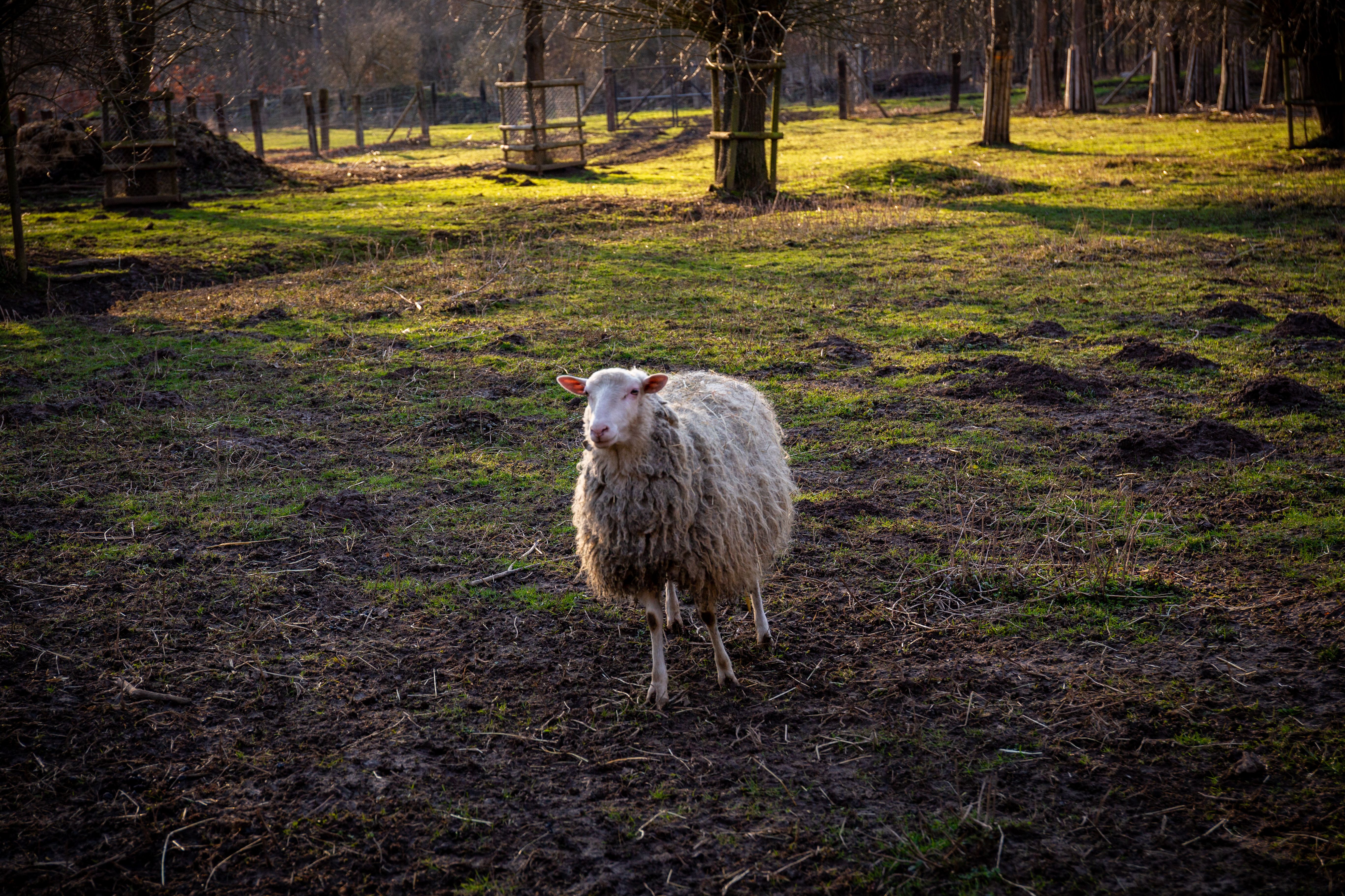 White Sheep on Green Grass Field · Free Stock Photo