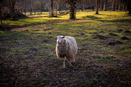 Darmowe zdjęcie z galerii z gospodarstwo, owca, pastwisko