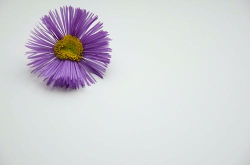 Immagine gratuita di fiore di campo