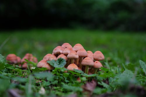 Gratis stockfoto met champignons, detailopname, gras