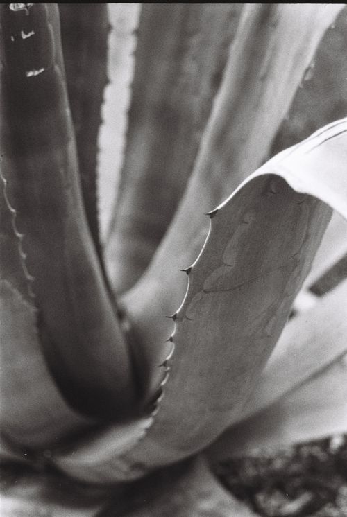 Free A monochrome close-up of aloe vera plant leaves. Stock Photo