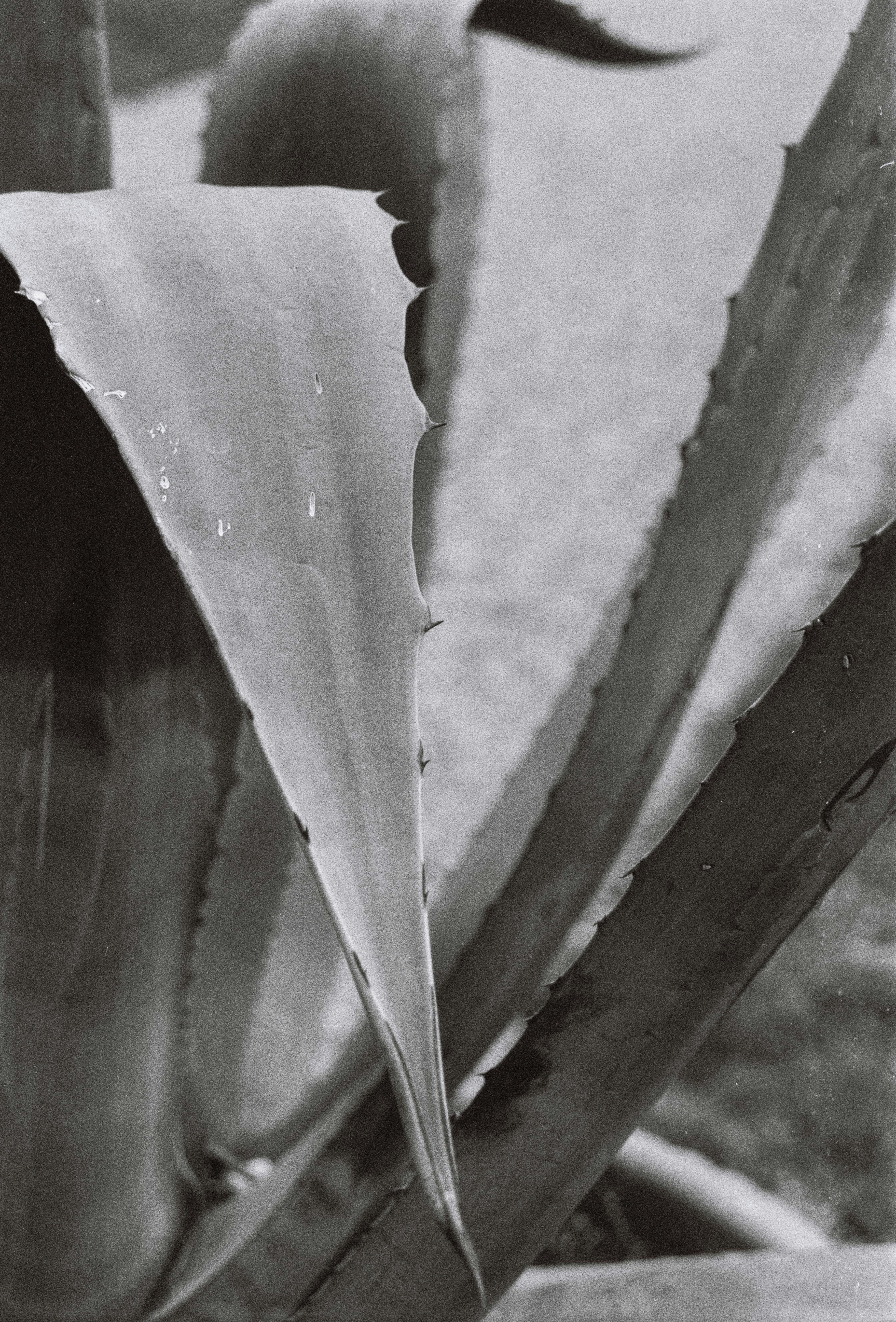 A dramatic black and white close-up of an aloe leaf with sharp edges and textured surface.