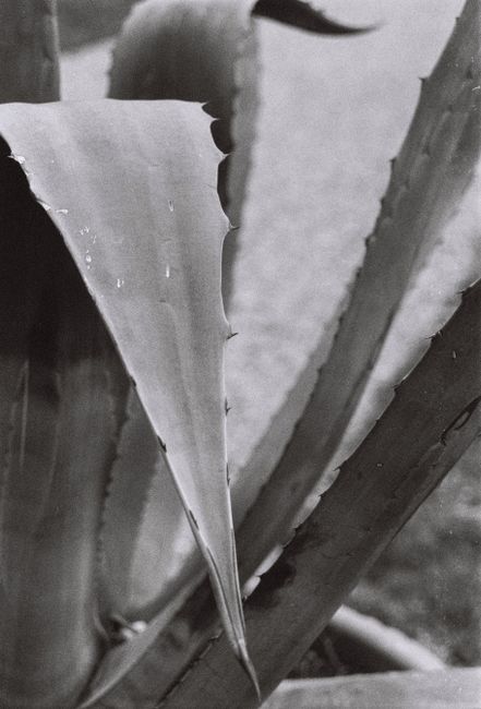 A dramatic black and white close-up of an aloe leaf with sharp edges and textured surface.