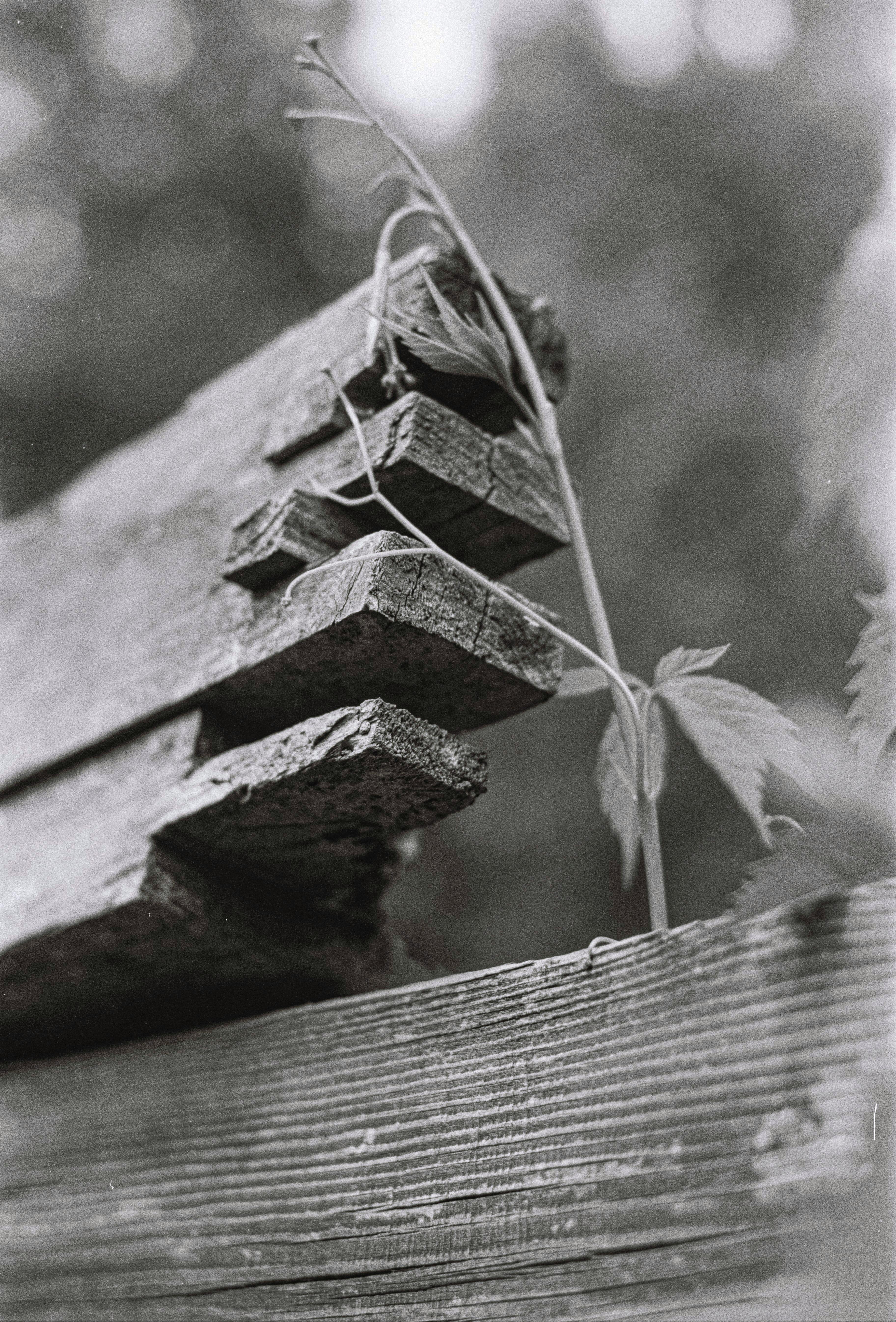Artistic black and white photo of a wooden fence with a climbing plant. Perfect for nature themes.