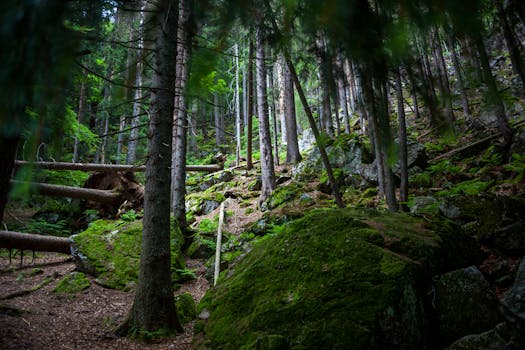 Explore the serenity of a lush green forest with towering trees and moss-covered rocks, perfect for nature lovers.